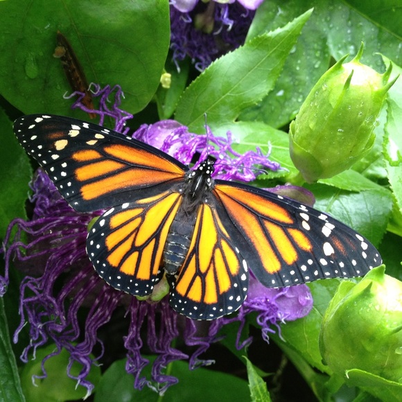 gotbutterflies